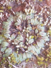 Riccia beyrichiana