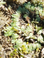 Riccia beyrichiana