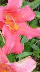 Cyrtanthus sanguineus