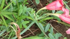 Cyrtanthus sanguineus