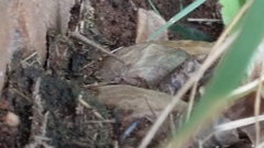 Cyrtanthus sanguineus