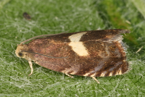 Scarce Maple Piercer
