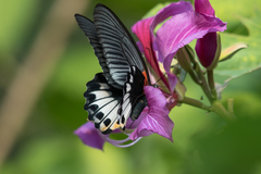 Papilio memnon heronus
