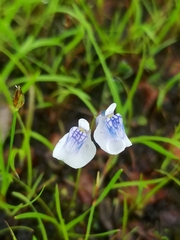 Blue bladderwort (Utricularia lazulina)