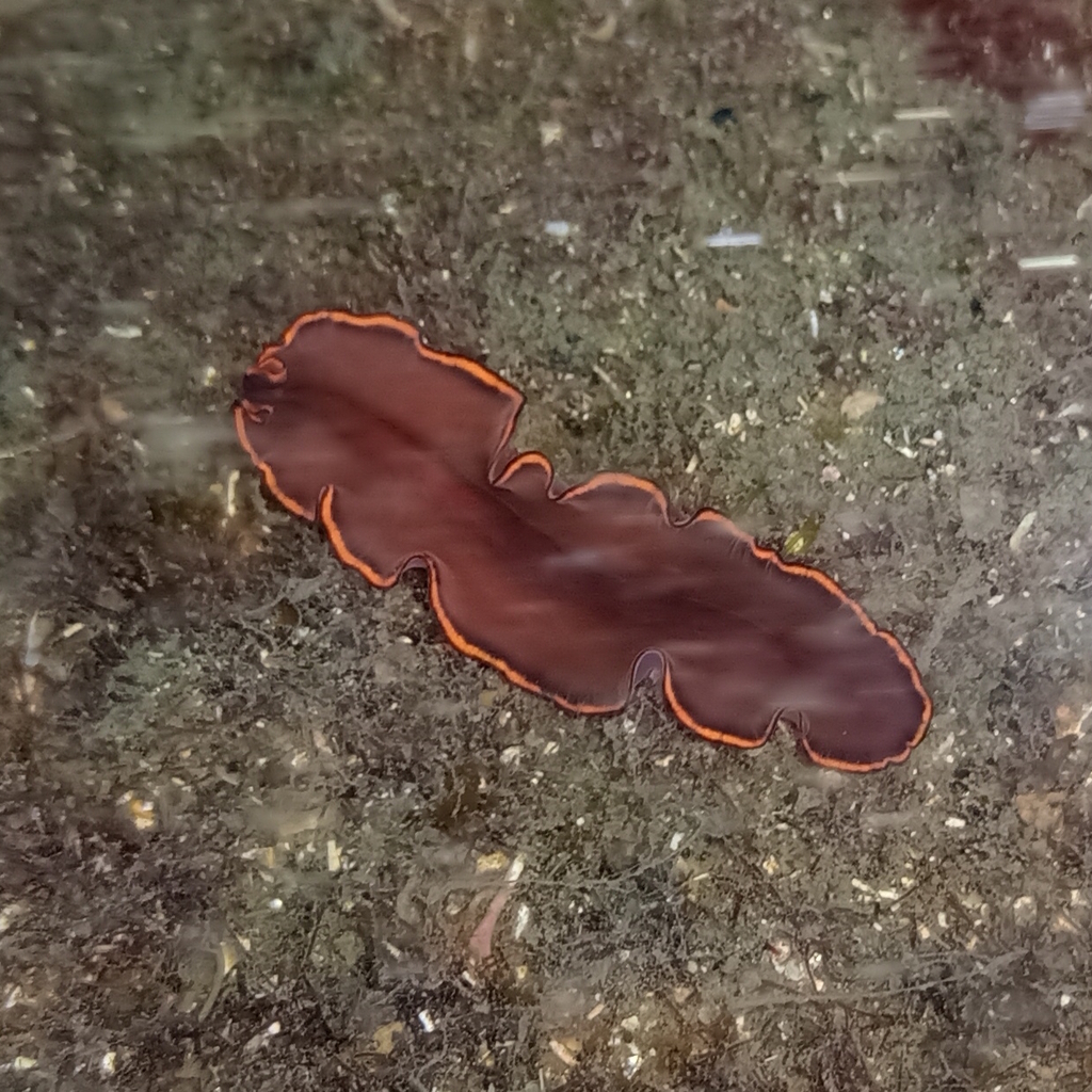 Pseudobiceros splendidus from Pitangueiras, São Sebastião SP, Brazil