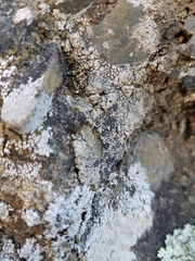 Lobothallia alphoplaca