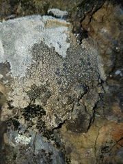 Lobothallia alphoplaca