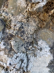 Lobothallia alphoplaca