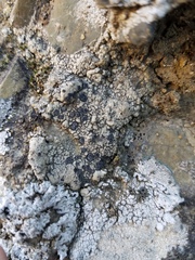 Lobothallia alphoplaca