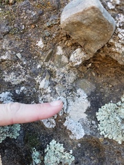 Lobothallia alphoplaca