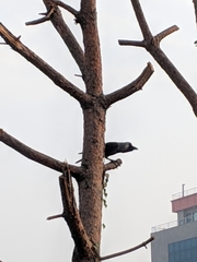 Corvus splendens