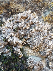 Xanthoparmelia verruculifera