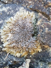Xanthoparmelia verruculifera