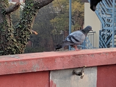 Columba livia