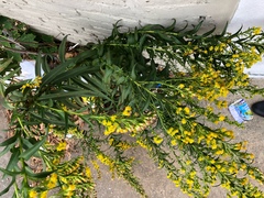 Solidago