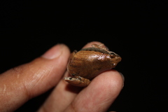 Microhyla