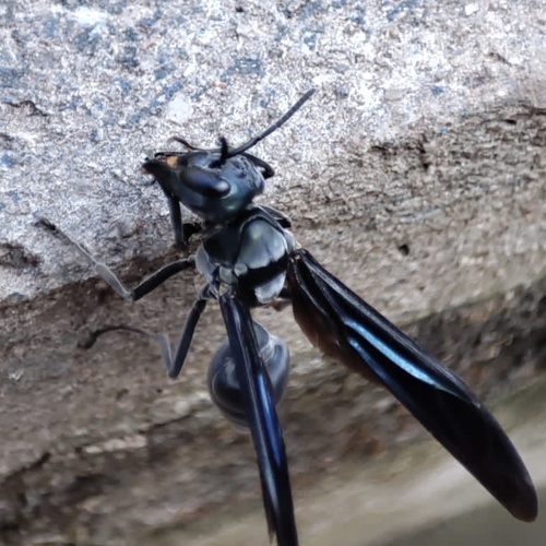 Synoeca surinama