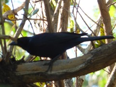 Ptiloxena atroviolacea