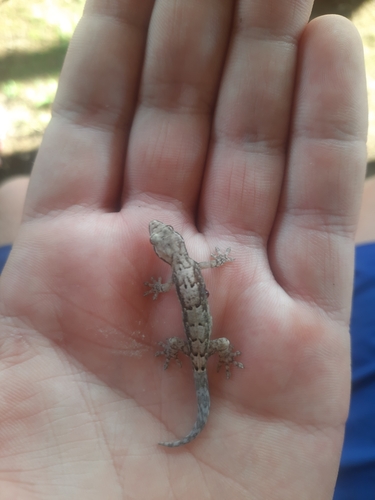 Mourning Gecko