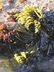 Pelvetiopsis limitata