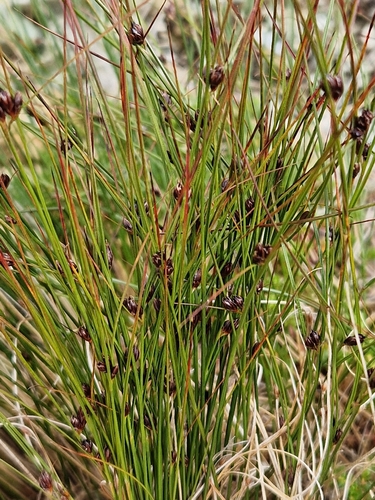 highland rush (Juncus trifidus)