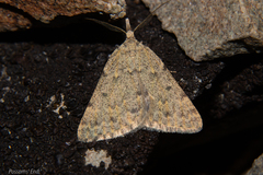 Dichromodes sphaeriata