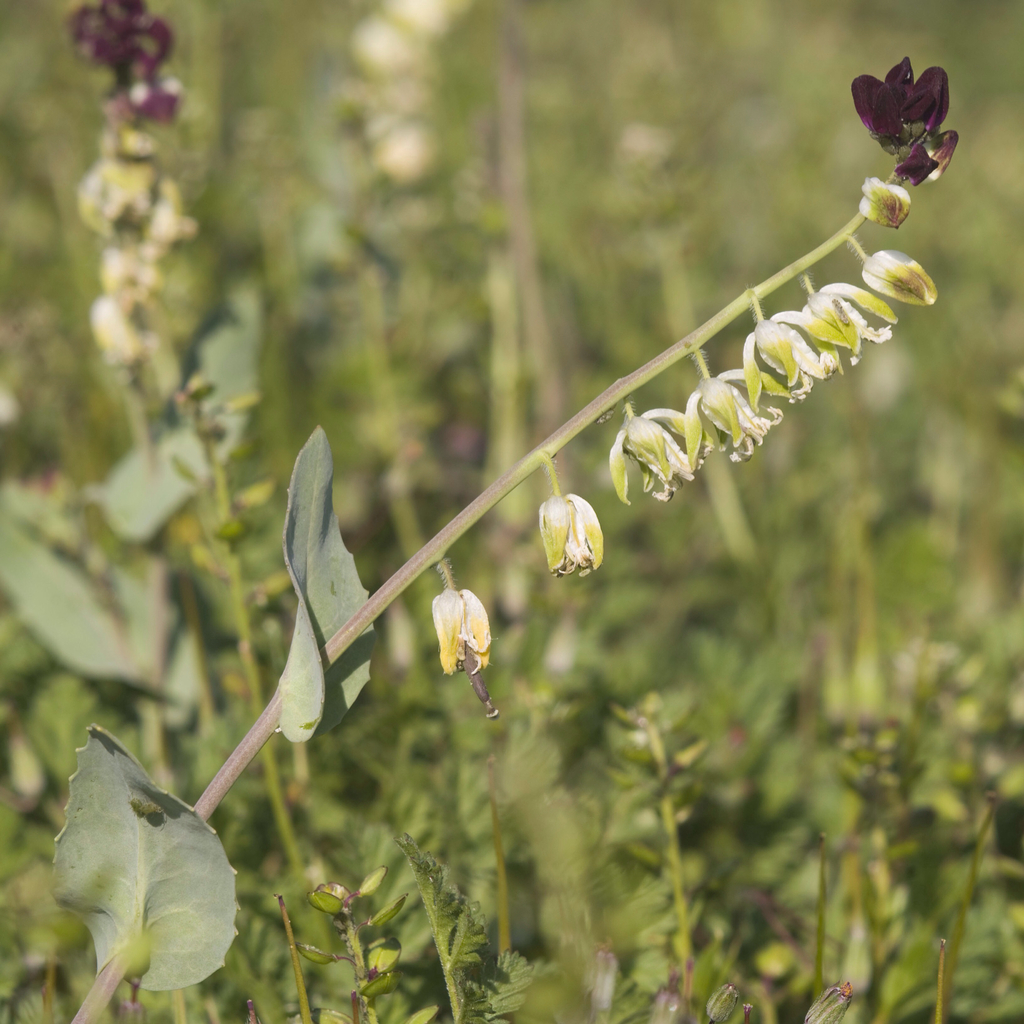 California jewelflower