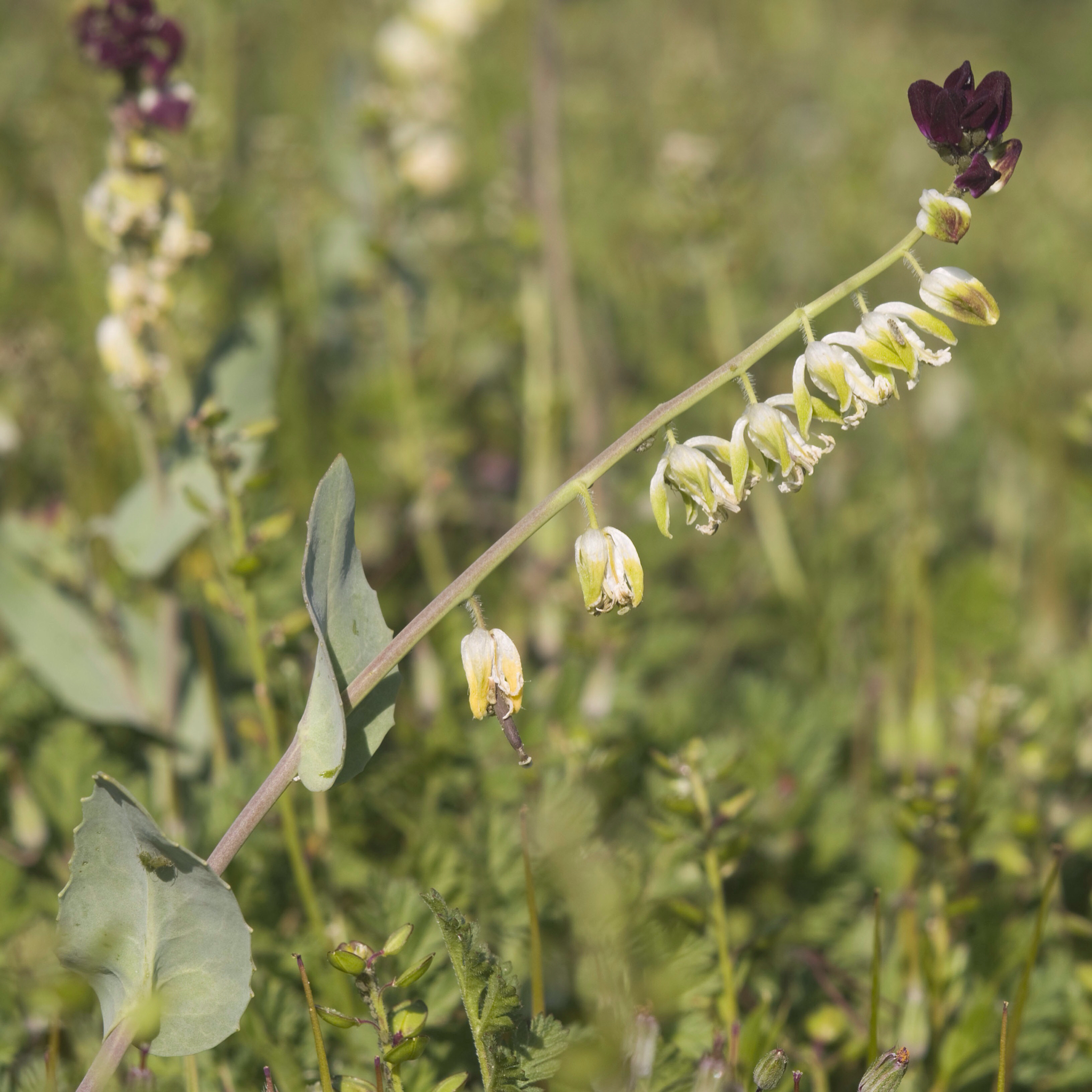 Caulanthus californicus