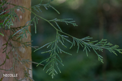 Calocedrus formosana