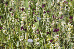 Caulanthus californicus