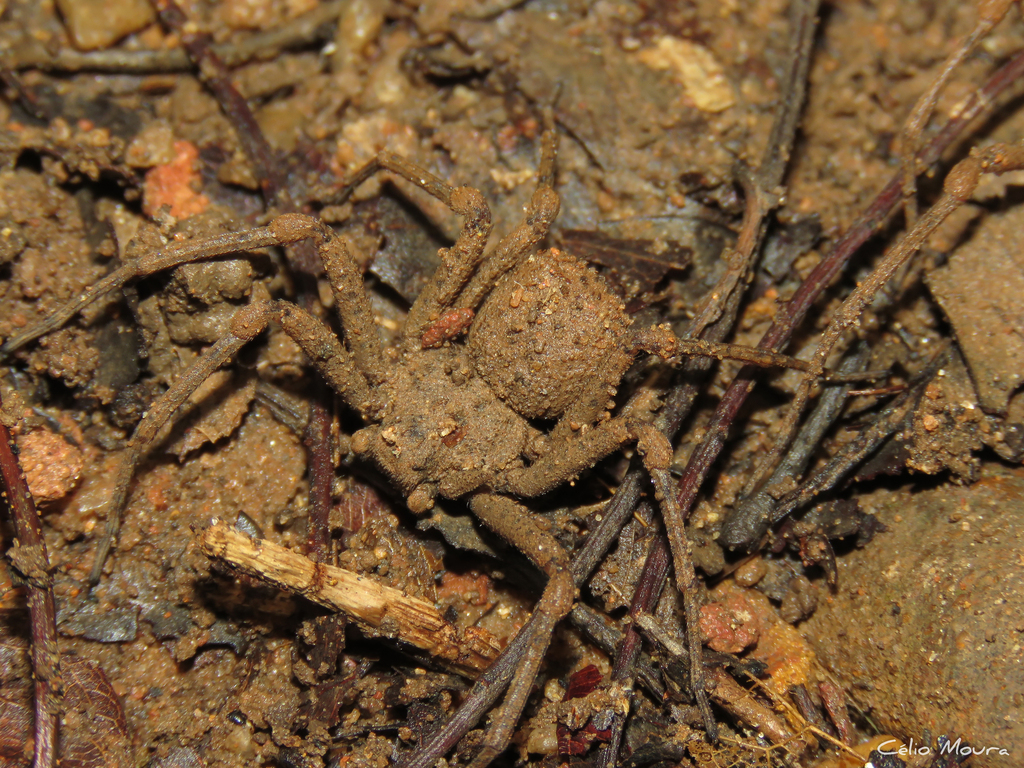 Sicarius cariri