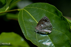 Arhopala birmana asakurae
