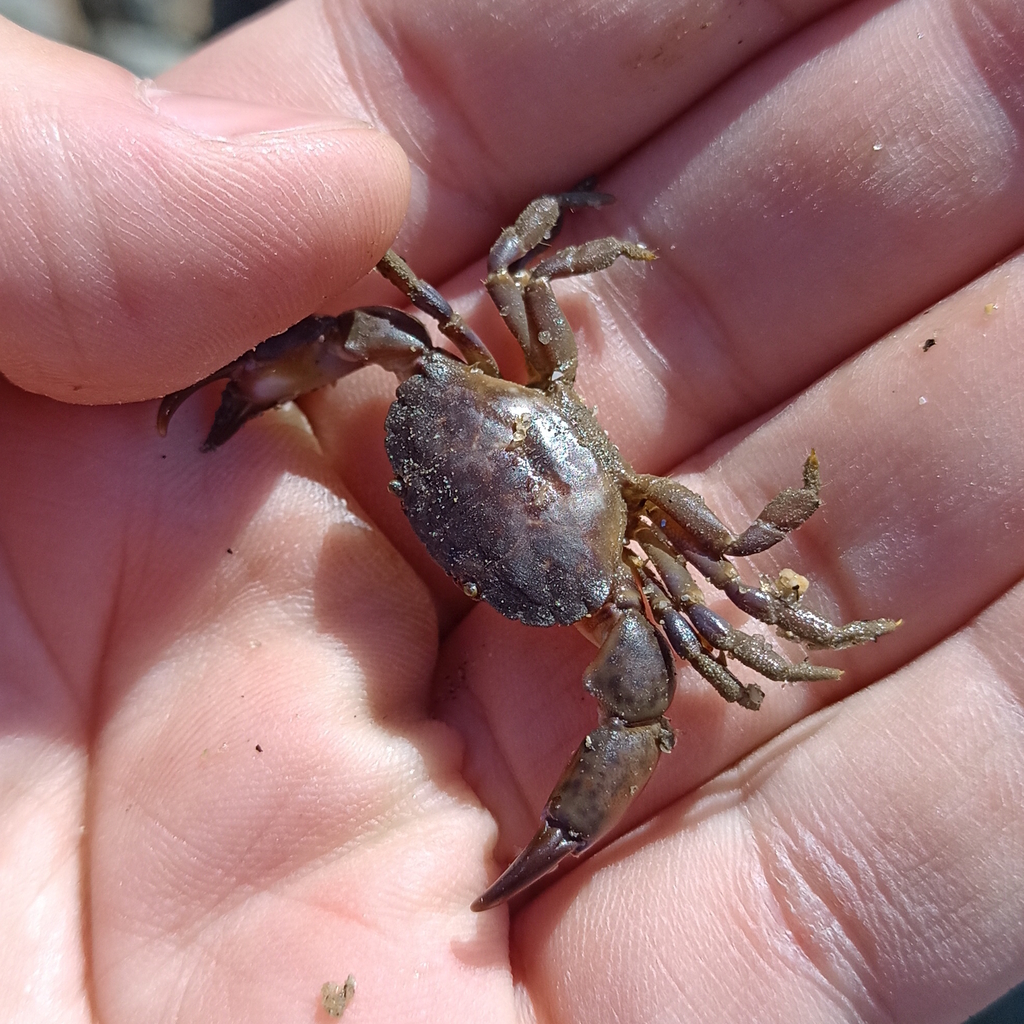 lobate mud crab