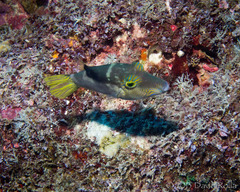 Canthigaster epilampra