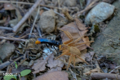 Tachypompilus analis