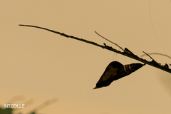 Eurema blanda arsakia
