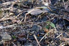 Tachypompilus analis