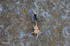 Tachypompilus analis