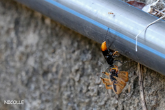 Tachypompilus analis