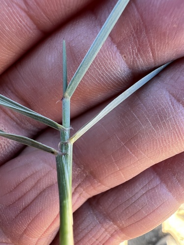 Image of Elymus scribneri by no rights reserved
