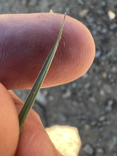 Image of Elymus scribneri by no rights reserved