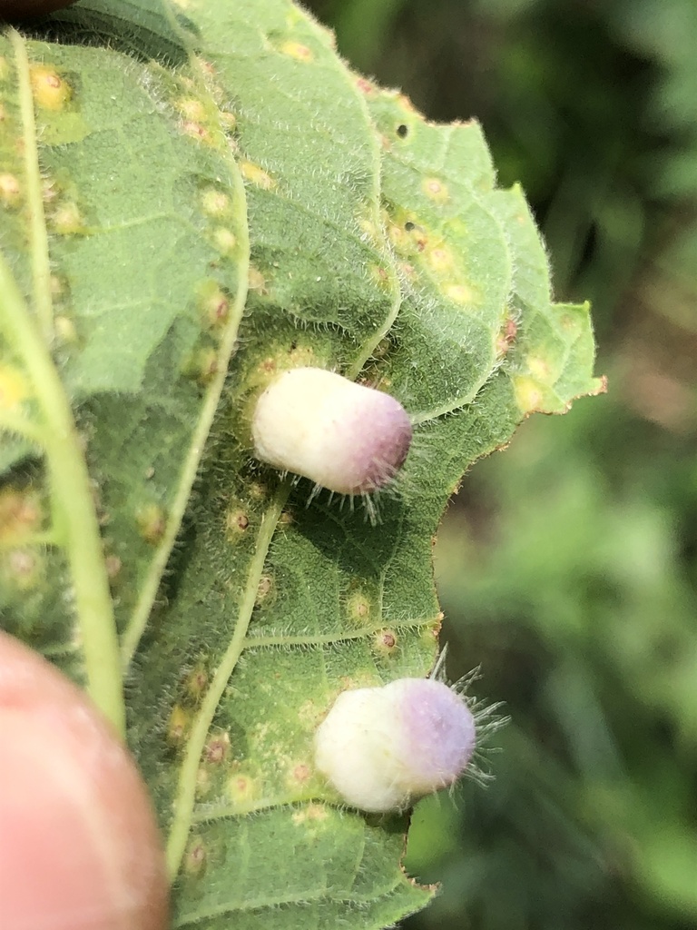 Hackberry Wisconsin Hackberry Nipplegall Psyllid from S Whitney Way, Madison, WI, US on ...