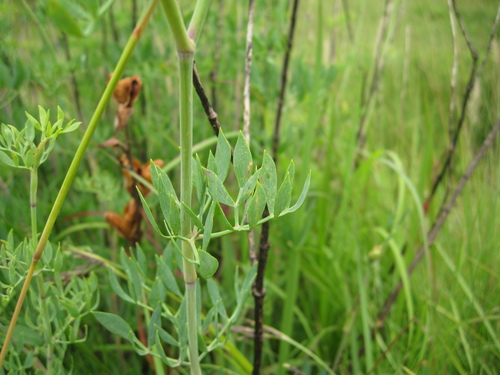 Billburttia capensoides image