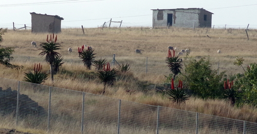 Cape Aloe