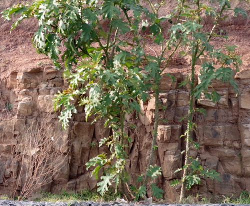 giant devil's-fig