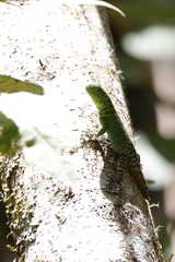 El Chorro Whorltail Iguana photo 2