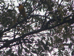 Icterus pustulatus