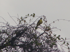 Myiozetetes similis