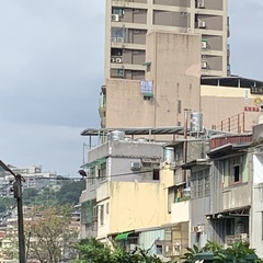 Nycticorax nycticorax