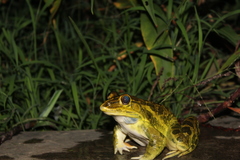 Hoplobatrachus tigerinus